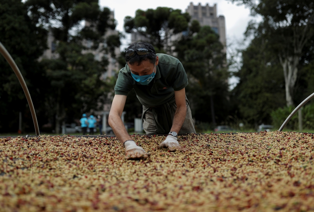 A man spreads coffee grains for drying at the Biological Institute plantation in Sao Paulo, Brazil May 8, 2021. Picture taken May 8, 2021. REUTERS/Amanda Perobelli