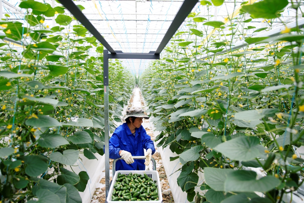 A farmer gathers cucumbers at Hengda greenhouse in Shanghai, China May 25, 2021. Picture taken May 25, 2021. REUTERS/Aly Song