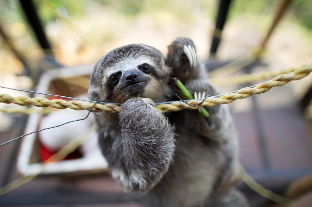 Pipote, a Brown-throated sloth baby, rescued by Juan Carlos Rodriguez and his wife Haydee when they found it on a road after it fell from a tree, clings on a a rope, at the couple's shelter for sloths, in San Antonio, Venezuela July 30, 2021. Picture take