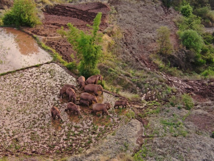 An aerial view shows wild Asian elephants grazing on a farm at a village in Jinning district of Kunming, Yunnan province, China June 6, 2021. Picture taken June 6, 2021 with a drone. China Daily via REUTERS
