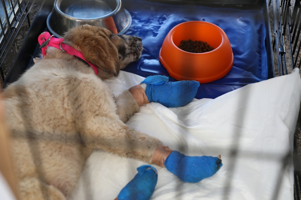 A dog with burned paws sleeps at a makeshift shelter following a wildfire north of Athens, in Athens, Greece, August 8, 2021. Picture taken August 8, 2021. REUTERS/Louiza Vradi