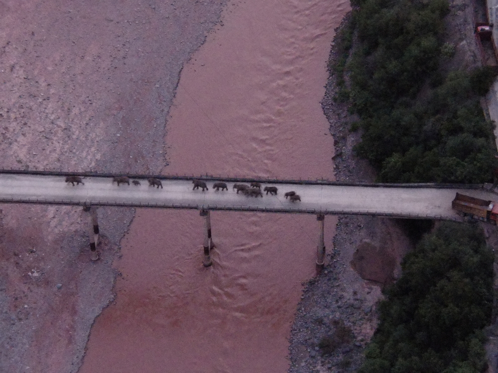 An aerial view shows a herd of wild Asian elephants crossing the Yuanjiang River in Yuanjiang county of Yuxi, Yunnan province, China August 8, 2021. The herd of 14 wild Asian elephants is on its way back to its traditional habitat, according to provincial