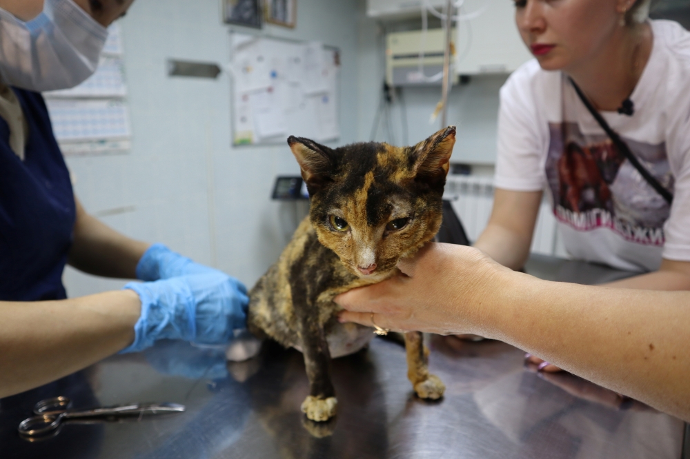 A cat injured during a wildfire in the village of Byas-Kyuyol and then rescued by local volunteers receives treatment at a veterinary clinic in Yakutsk, Russia August 10, 2021. REUTERS/Roman Kutukov