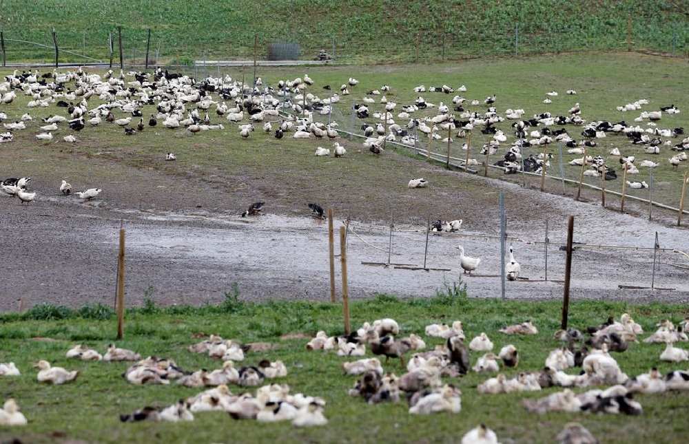Ducks are pictured in a field at a poultry farm in Montsoue, France, January 12, 2017. REUTERS/Regis Duvignau