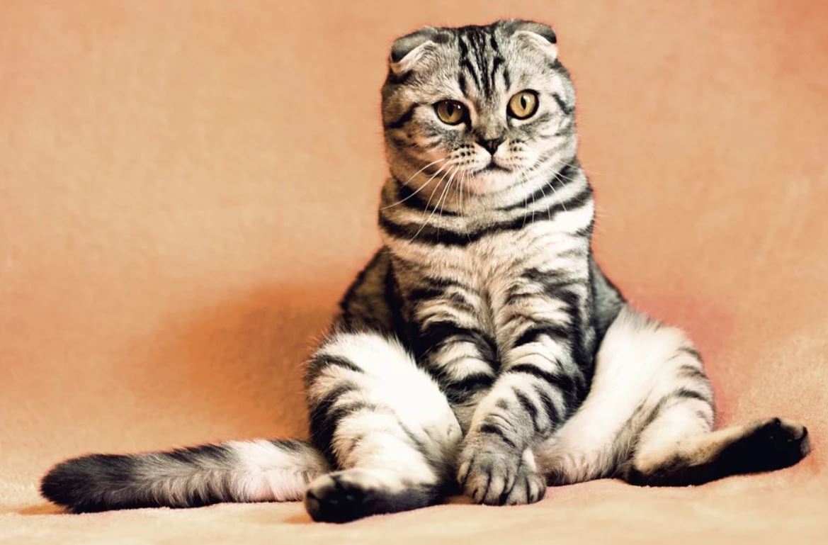 Chewing gum, and cats' meows were some of the other topics of research awarded Ig Nobels.