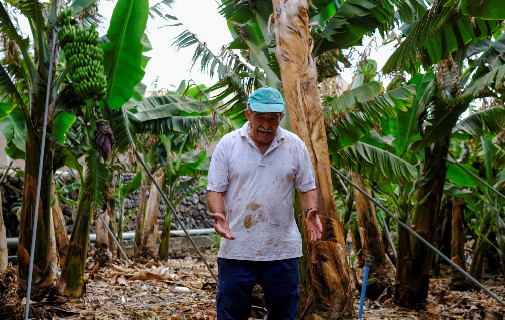 Farmer Antonio Brito Alvarez, 65, gestures as he stands in his banana field, which has been affected by the ash from the volcano eruption in the Cumbre Vieja park, at Los Llanos de Aridane on the Canary Island of La Palma, Spain September 23, 2021. REUTER
