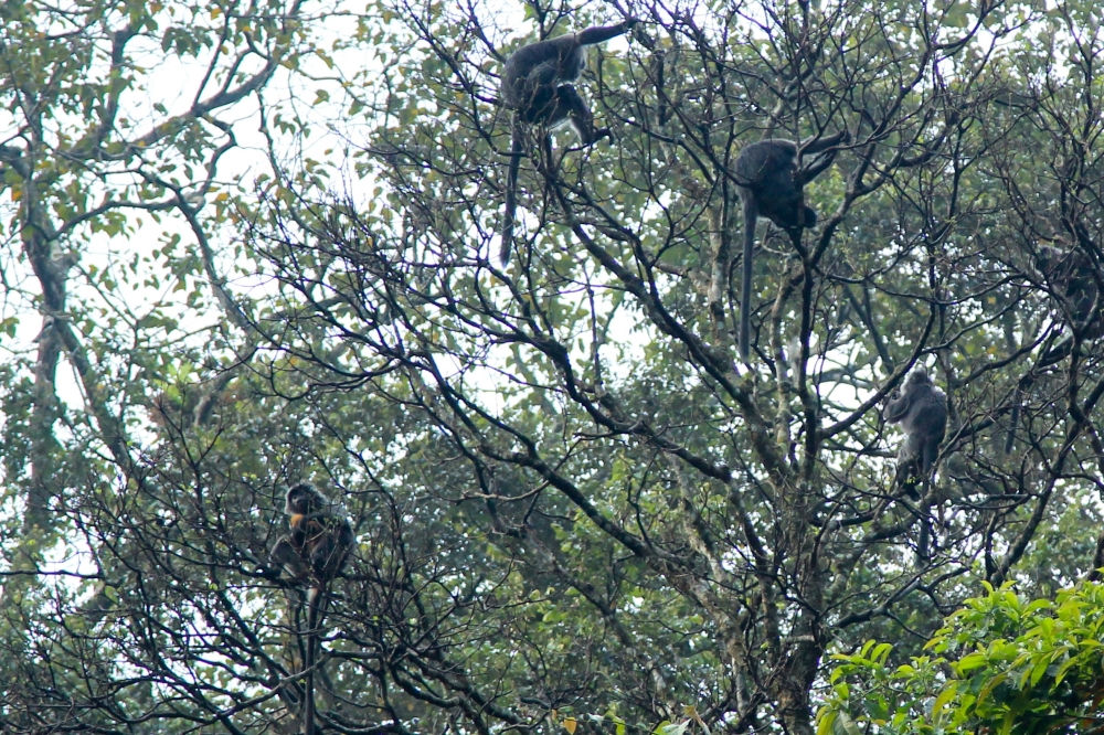 Silvery gibbons (Hylobates moloch), also known as the Javan gibbons, are pictured sitting on a tree in the Petungkriono forest in Pekalongan, Central Java, Indonesia, September 19, 2021. Picture taken September 19, 2021. REUTERS/Stringer