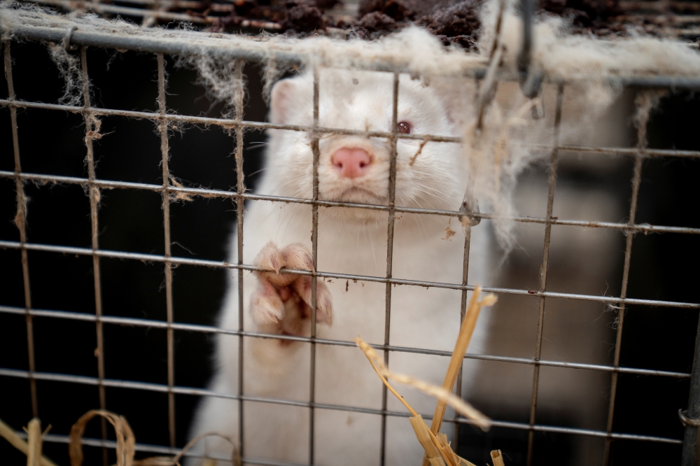 File photo of a mink in Denmark. Reuters 