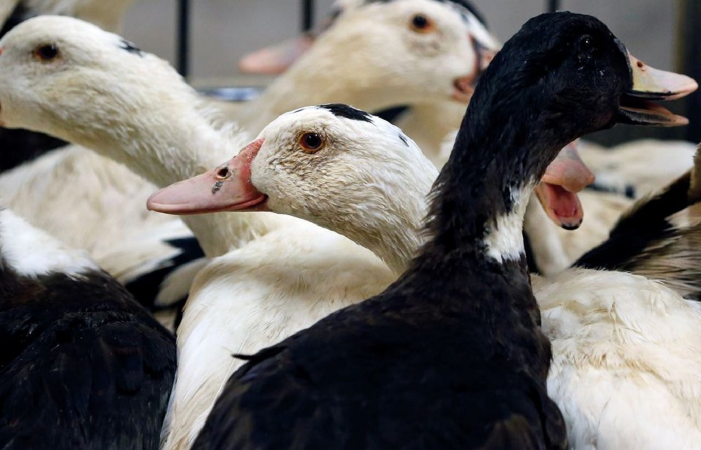 Mulard ducks are pictured at a poultry farm in Montsoue, France, January 12, 2017, as France continues a massive cull of ducks in three regions most affected by a severe outbreak of bird flu. REUTERS/Regis Duvignau/File Photo