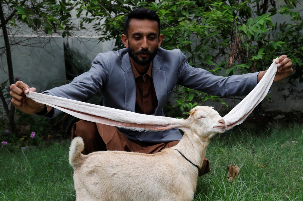 Simba, one month and four days old kid goat with 22-inch long ears, is held by his owner in Karachi, Pakistan July 8, 2022. REUTERS/Akhtar Soomro