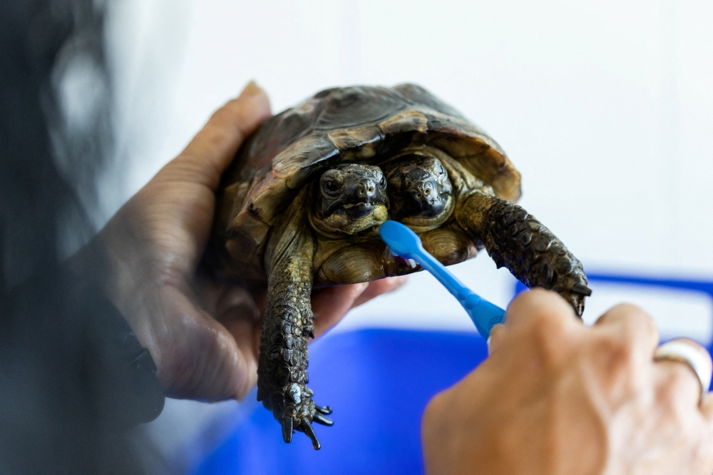 Janus, a two-headed Greek turtle named after the Roman god with two heads is being washed with a toothbrush one day ahead of her 25th birthday at the Natural History Museum in Geneva, September 2, 2022. REUTERS/Pierre Albouy