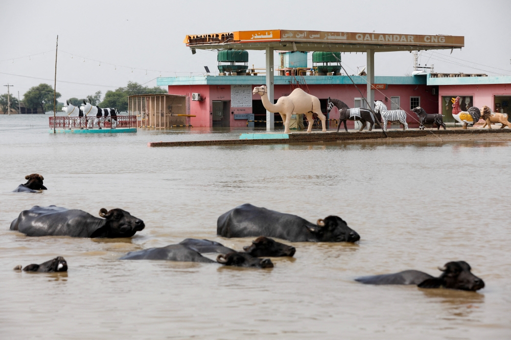 Buffaloes pass in front of a gas station amid flood water on the Indus highway, following rains and floods during the monsoon season in Sehwan, Pakistan, on September 13, 2022. REUTERS/Akhtar Soomro/File Photo