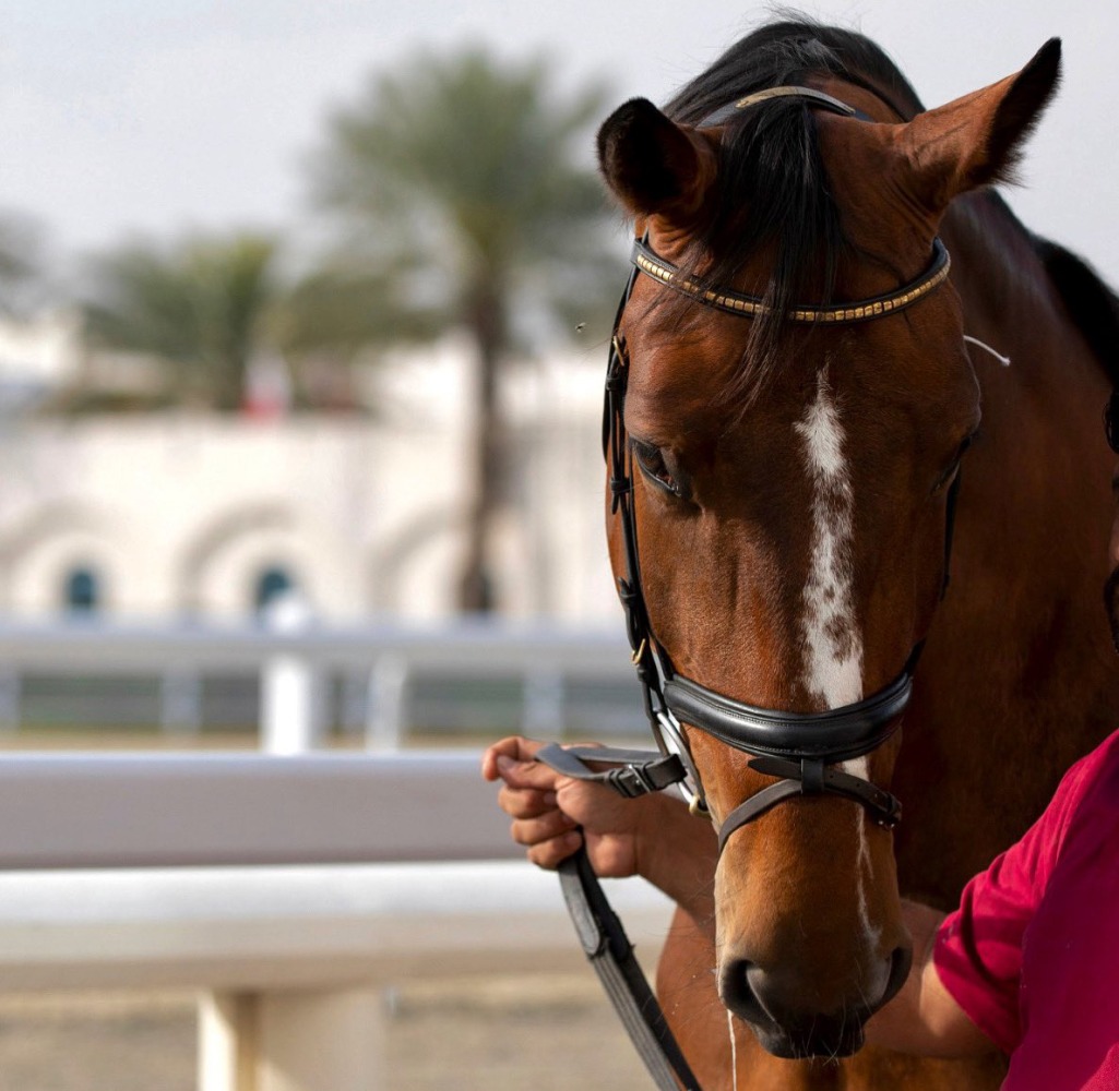 Photo source: Qatar Equestrian Federation & Modern Pentathlon (QEFMP) Twitter