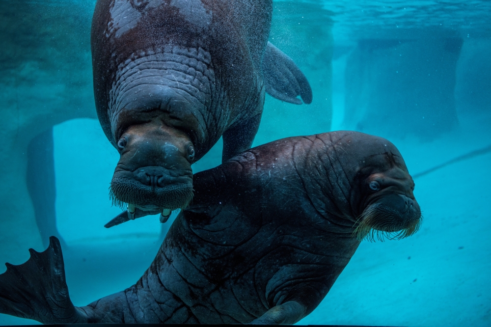 Six-year-old walruses Balzak and Lakina swim inside the exhibit at Point Defiance Zoo & Aquarium in Tacoma, Washington, U.S., November 17, 2022. Katie Cotterill/Point Defiance Zoo & Aquarium/Handout via REUTERS