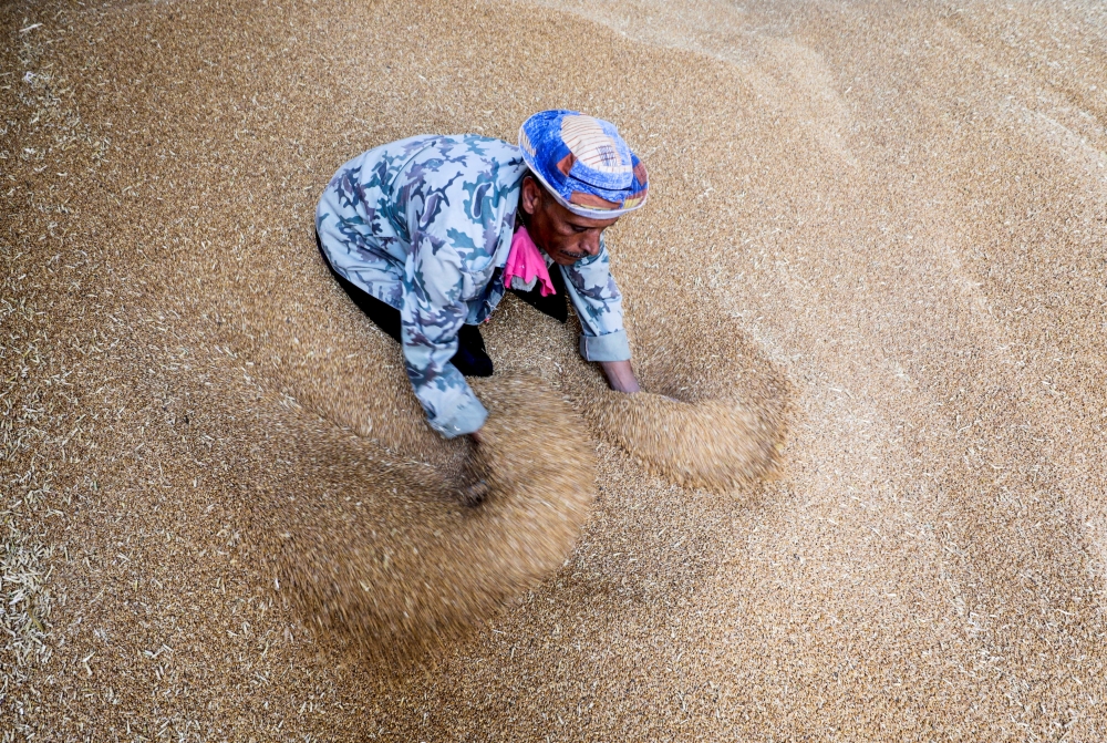 A worker collects wheat at the Benha grain silos in Al Qalyubia Governorate, Egypt, on May 19, 2022. File Photo / Reuters