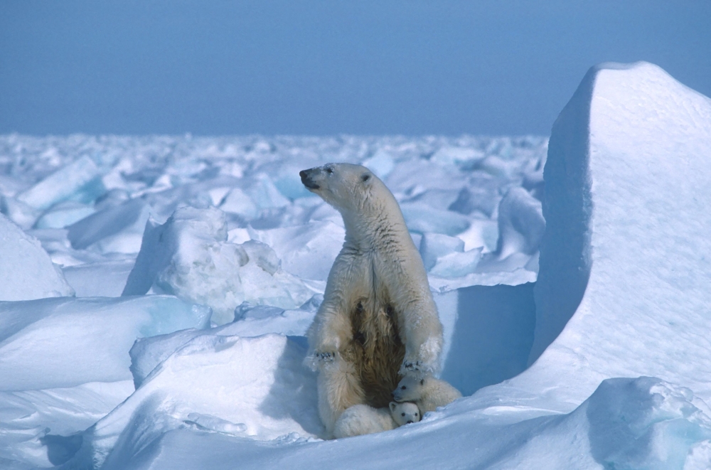 In this file photo taken on January 01, 1985, a handout photo made available on July 17, 2020 by Polar Bears International shows a polar bear with its cubs in the Sea Ice, northeast of Prudhoe Bay in Alaska in 1985. (Photo by Steven C. Amstrup / Polar Bears International / AFP)