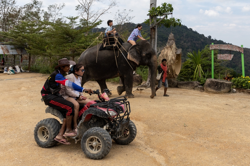 A Chinese tourist rides on an elephant in a jungle park ahead of Lunar New Year in Phuket, Thailand January 20, 2023. REUTERS/Jorge Silva