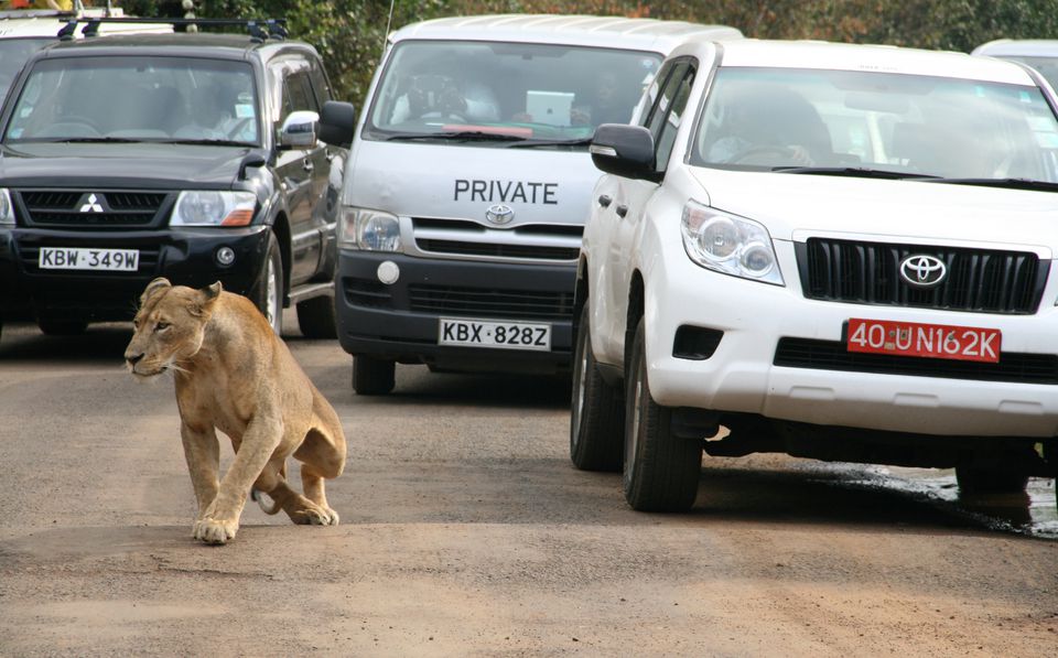 A lioness walks along a road as visitors sit in their vehicles at Nairobi's National Park in Kenya's capital Nairobi, on July 12, 2014. File Photo / Reuters