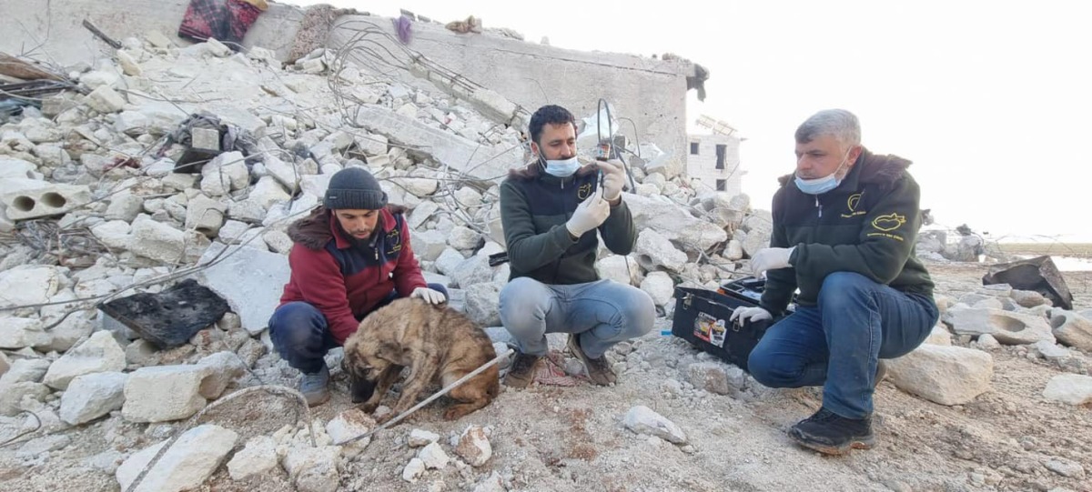 Workers from Ernesto's Sanctuary for Cats in Syria dug through rubble to find a dog injured by the earthquake and lost from its humans. Ernesto's Sanctuary for Cats in Syria/Handout 


