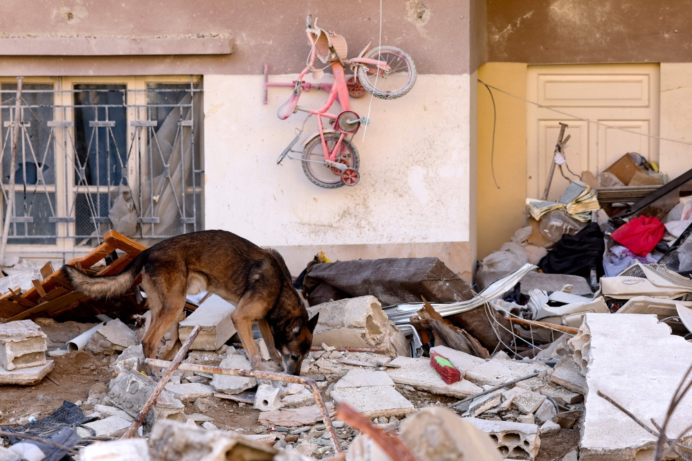A rescue dog searches for victims and survivors, in the regime-controlled town of Jableh in the province of Latakia, northwest of the Syrian capital, on February 12 2023, in the aftermath of a deadly earthquake. (Photo by Karim SAHIB / AFP)