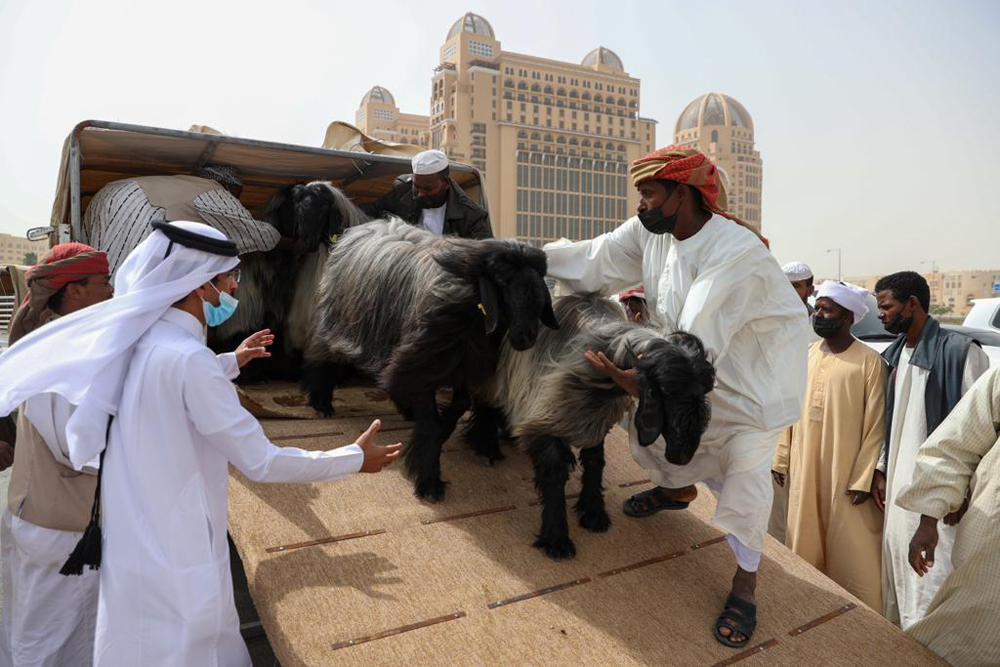 File photo: Sheep and goats arrive at Katara for the 10th Halal Festival.

