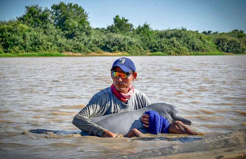 Handout picture released by the Colombian Navy showing members of the Navy and different organizations rescuing two dolphins in Juriepe, Vichada Department, Colombia, on February 20, 2023. (Photo by Colombia's Navy / AFP) / 