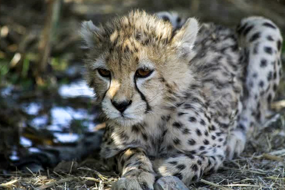 Handout picture provided by Iran's Department of Environment on February 27, 2023 of Asiatic cheetah 