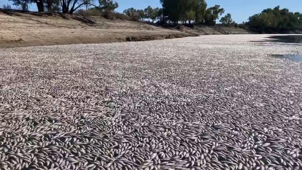 This image grab from a video taken on March 17, 2023 courtesy of Graeme McCrabb shows dead fish clogging a river near the town of Menindee in New South Wales. Photo by Handout / Courtesy of Graeme McCrabb / AFP