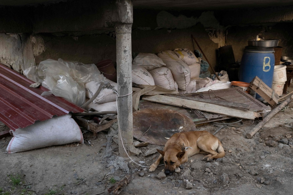 A dog rests in a building in the quake-hit town of Samandag, southern Turkiye on March 27, 2023, after the 7.8-magnitude earthquake of February 2023 that killed more than 50,000 in southeastern Turkiye and nearly 6,000 over the border in Syria. Photo by BULENT KILIC / AFP