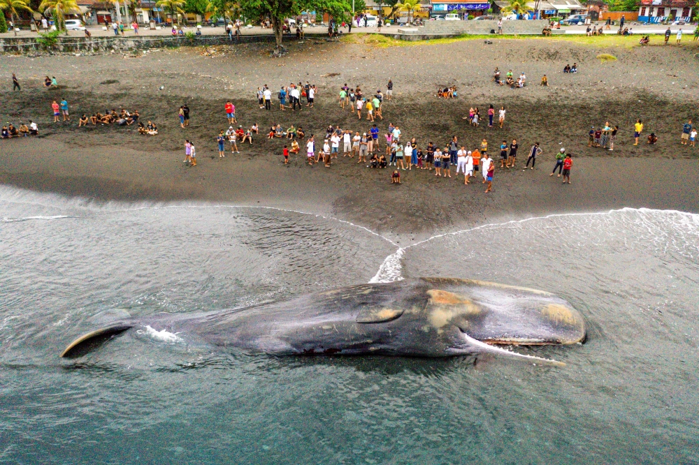 This aerial picture shows villagers looking at a dead sperm whale (Physeter Macrocephalus) that stranded at Yeh Malet beach, in Klungkung, on April 5, 2023. Photo by DICKY BISINGLASI / AFP