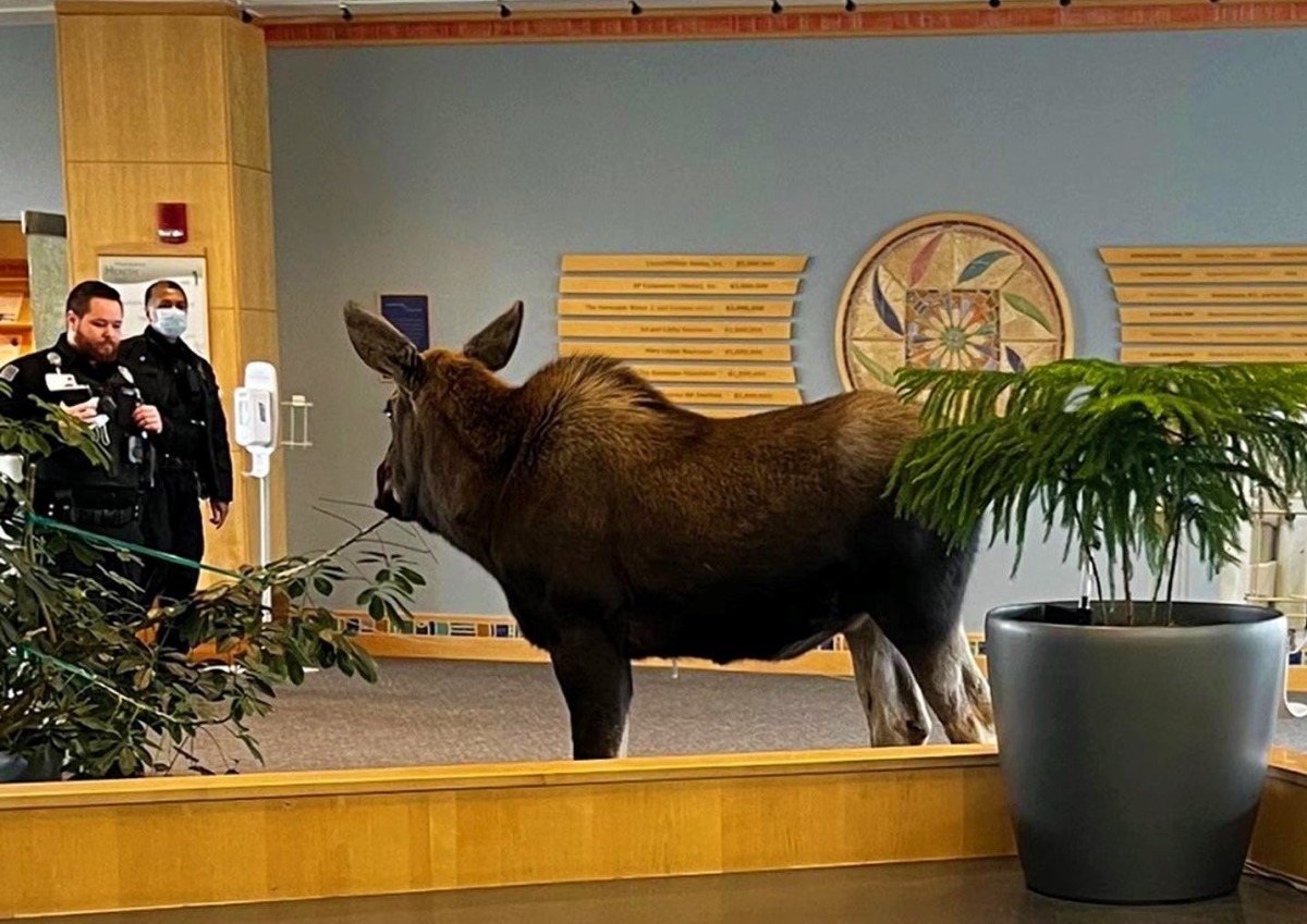 Image from social media / Providence Alaska