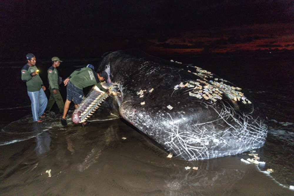 Members of an environmental task force team inspect the mouth of a dead whale on a beach in Jembrana, in Indonesia's resort island of Bali. (Photo by DICKY BISINGLASI / AFP)