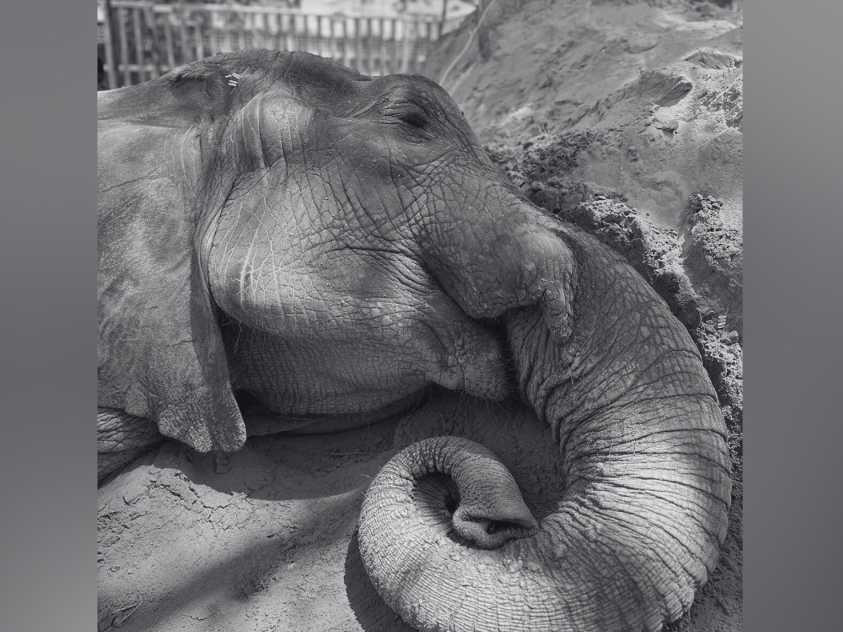 Picture: Twitter | PAWS | Mahera Omar
