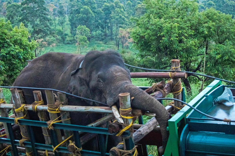 This picture taken on April 29, 2023, shows forest officials transporting 'Arikomban' the wild elephant, at Idukki district in India's Kerala state. Photo by Shiyami / AFP