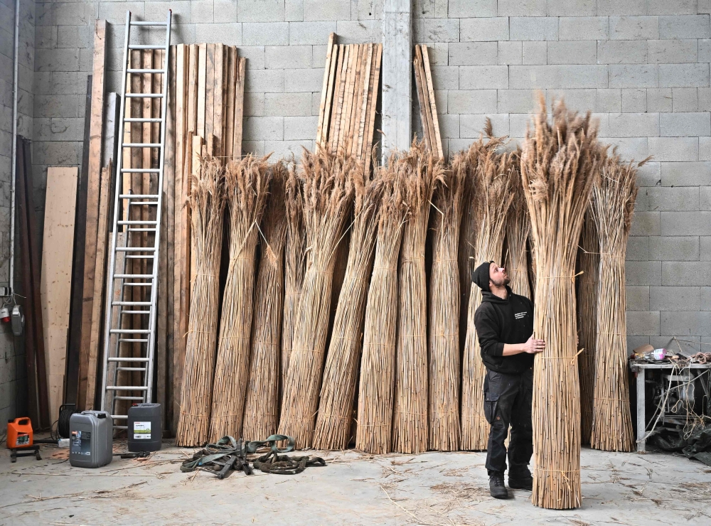 Jacobus van Hoorne, a 37-year-old former physicist at Cern and now reed farmer, checks stacks of reed at his storage at Weiden am See, Austria on March 9, 2023. Photo by JOE KLAMAR / AFP
