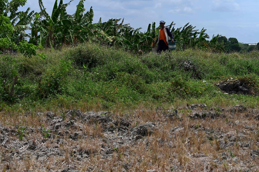 A farmer walks along a dried-up rice field in Naic in the Philippine Province of Cavite on May 3, 2023. Photo by JAM STA ROSA / AFP