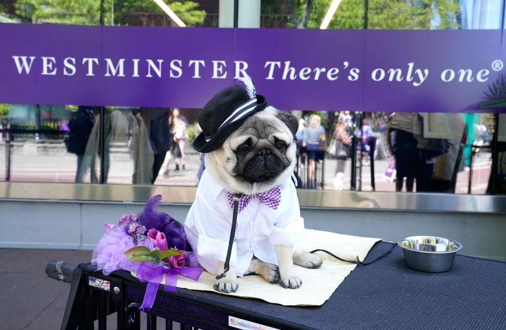 A Pug in the benching area during the Annual Westminster Kennel Club dog Show judging of Hound, Toy, Non-Sporting and Herding breeds and Junior Showmanship at the Arthur Ashe Stadium in New York City on May 8, 2023. (Photo by TIMOTHY A. CLARY / AFP)