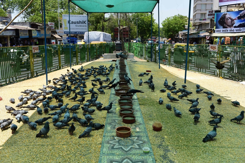 Pigeons gather under a shaded area during a hot day in Ahmedabad on May 17, 2023. (Photo by Sam Panthaky / AFP)
