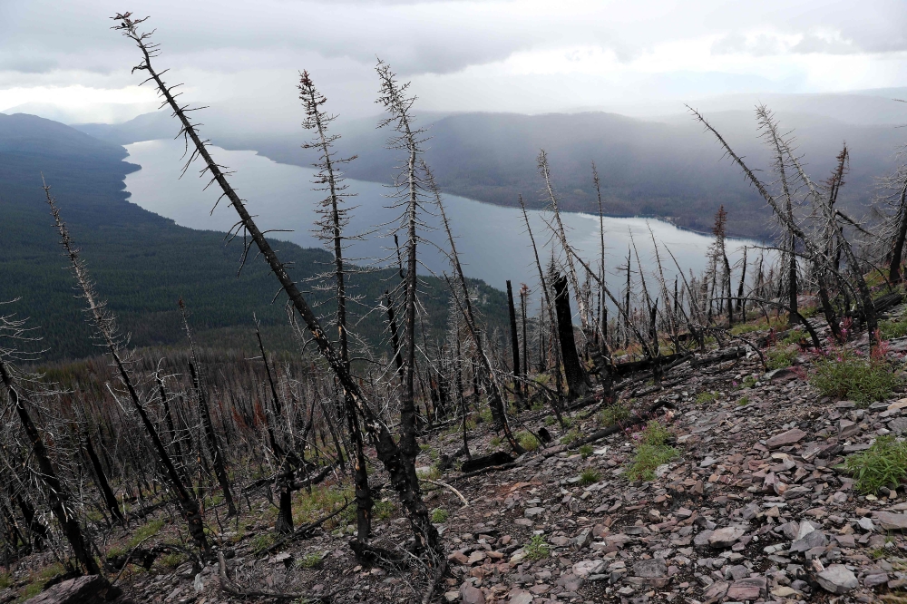 With Lake McDonald 4,300 feet below, trees burned by the 2017 Sprague Creek Fire stand along the steep trail to the Mt. Brown Lookout Station September 17, 2019 in Glacier National Park, Montana.  (Photo by Chip Somodevilla / Getty Image NA / AFP)