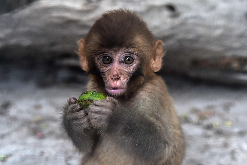 A monkey feeds inside a cage at a zoo in Karachi on July 21, 2023, after being recovered from illegal traders. (Photo by Asif Hassan / AFP)