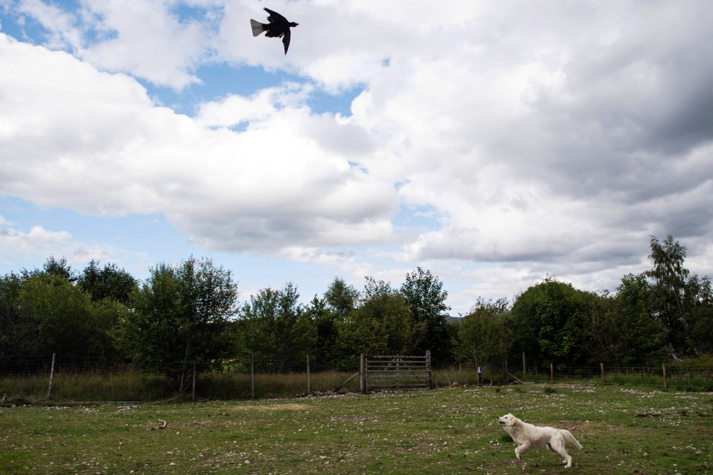 A Maremma sheep dog runs after a drone with an eagle lure attached as part on its training to protect livestock from the threat of Sea Eagles is pictured in Rothiemurchus Falconry, in Aviemore, in the Scottish Highlands, on July 26, 2023. Photo by Andy Buchanan / AFP