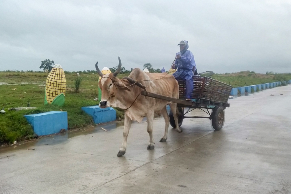 A man braves heavy showers and winds while evacuating his cattle as Typhoon Saola brushes past Ilagan City, Isabela Province, north of Manila on August 27, 2023. (Photo by AFP)
