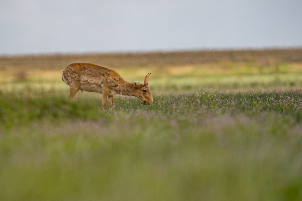 (FILES) A Saiga antelope grazes in the steppe on the border of Akmola and Kostanay regions of Kazakhstan in the morning of May 10, 2022. (Photo by Abduaziz MADYAROV / AFP)
