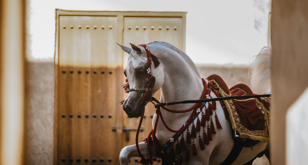 A total of 272 horses, including 70 from outside Qatar, will compete during the event.

