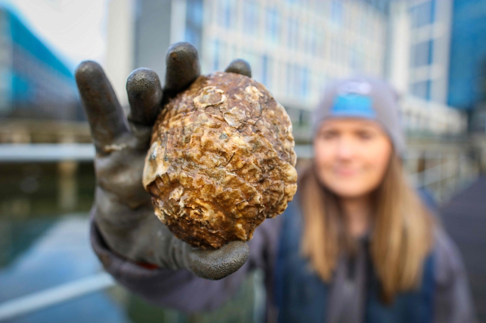 Marine Conservation officer with Ulster Wildlife Rachel Millar, holds an oyster at the City Quays, in Belfast, Northern Ireland, on November 28, 2023. Photo by PAUL FAITH / AFP