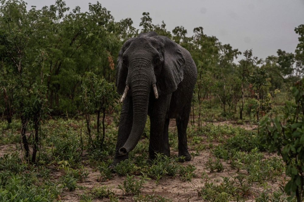 An elephant feeds as it starts to rain in Hwange National Park in Hwange, northern Zimbabwe on December 16, 2023. Photo by Zinyange Auntony / AFP