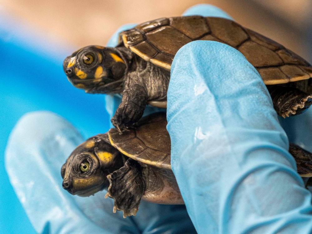 Handout picture released on December 20, 2023, by the Peruvian National Forestry and Wildlife Service (SERFOR) shows turtles seized at the Jorge Chavez International Airport in Lima. (Photo by Handout / SERFOR / AFP)