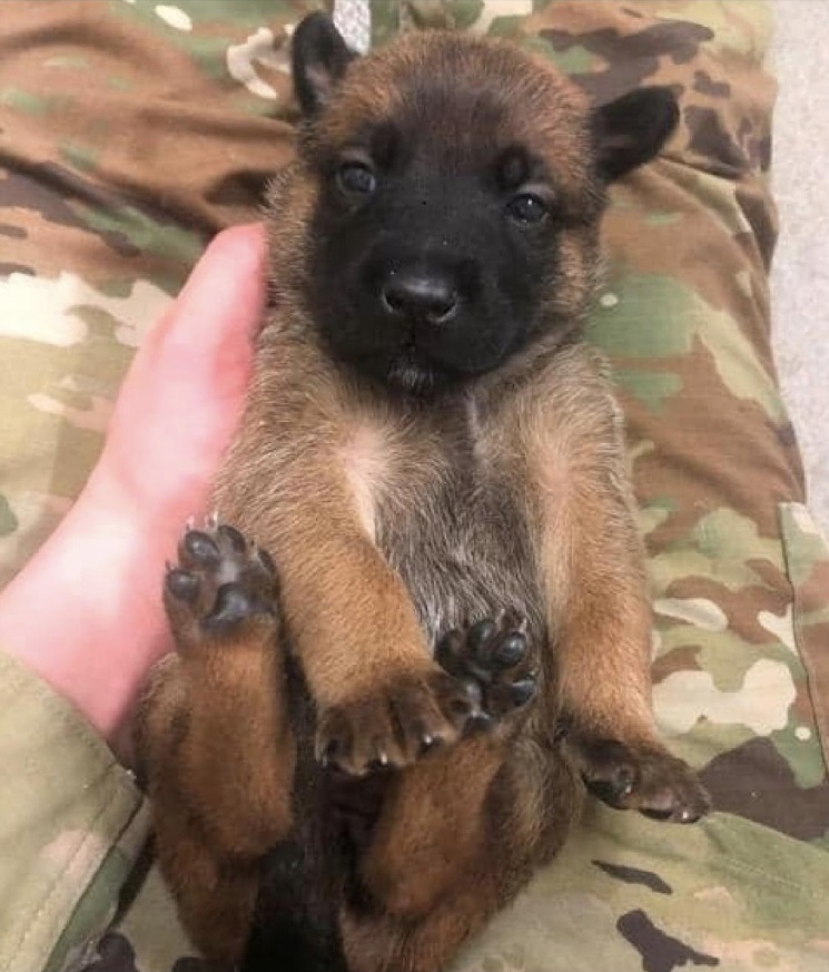 A figure from the Government Accountability Office's report. Photo Credit: US Government Accountability Office