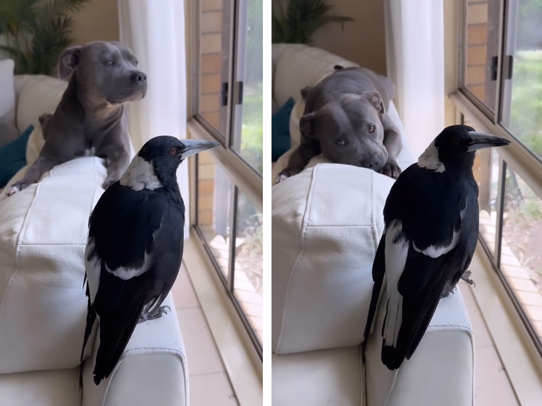 Screenshot of a video shared on Instagram 