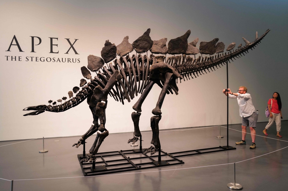 150-million-year-old fossil of Stegosaurus specimen is on display at Sotheby's in New York on July 10, 2024. (Photo by Charly Triballeau / AFP)

